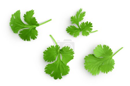 Coriander leaf isolated on white background. Top view. Flat lay.