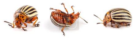 Foto de Escarabajo de patata de Colorado aislado sobre fondo blanco
. - Imagen libre de derechos