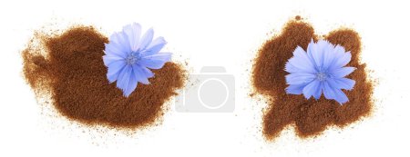 Photo for Chicory flower and powder of instant chicory isolated on a white background. Cichorium intybus. - Royalty Free Image