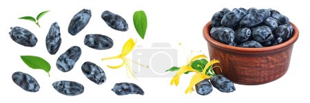 Fresh honeysuckle blue berry isolated on white background with full depth of field. Top view. Flat lay