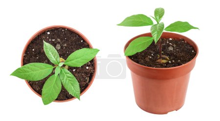 Photo for Young avocado sprout with leaves in pot isolated on white background. - Royalty Free Image