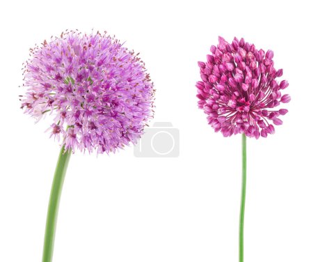 Téléchargez les photos : La fleur d'ail sauvage isolée sur fond blanc - en image libre de droit