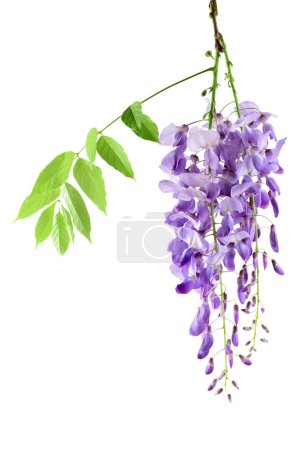 Wisteria flowers isolated on white background with full depth of field.