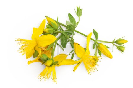 saint johns wort or Hypericum flowers isolated on white background. Top view. Flat lay.