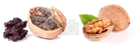 Photo for Two spoiled walnuts with mold isolated on white background closeup. - Royalty Free Image
