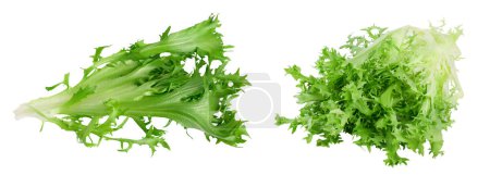 Téléchargez les photos : Fresh green leaves of endive frisee chicory salad isolated on white background with full depth of field, Top view. Flat lay. - en image libre de droit