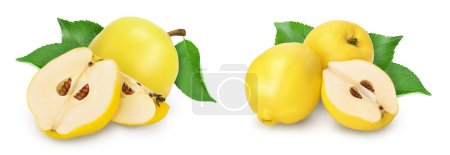 Photo for Fresh cut quince isolated on the white background with  full depth of field. - Royalty Free Image