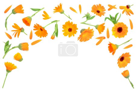 Téléchargez les photos : Calendula. Marigold fleur avec feuille isolée sur fond blanc avec espace de copie pour votre texte. Vue de dessus. Modèle de pose plat - en image libre de droit