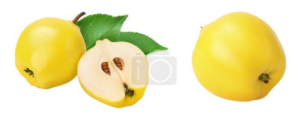 Photo for Fresh quince with half isolated on the white background with full depth of field. - Royalty Free Image