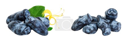 Téléchargez les photos : Fresh honeysuckle blue berry isolated on white background with full depth of field. - en image libre de droit