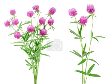 Photo for Clover or trefoil flower medicinal herbs isolated on white background, - Royalty Free Image