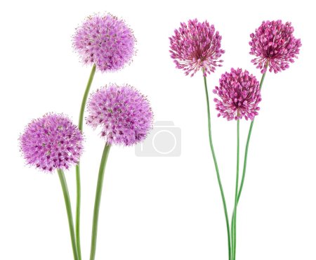 Téléchargez les photos : La fleur d'ail sauvage isolée sur fond blanc - en image libre de droit