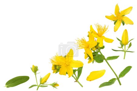 Photo for Saint johns wort or Hypericum flowers isolated on white background. Top view with copy space for your text. Flat lay. - Royalty Free Image