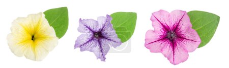 Photo for Pink flower of petunia with green leaves isolated on white background. - Royalty Free Image