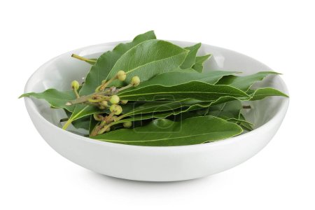 Fresh Laurel leaves in ceramic bowl isolated on white background. Green bay leaf.