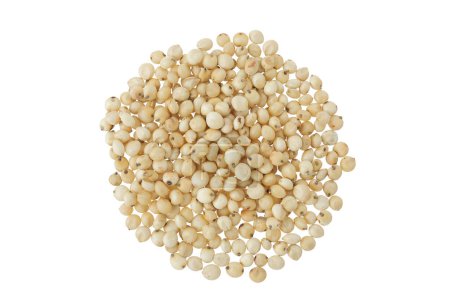 Sorghum seeds isolated on white background. Top view. Flat lay