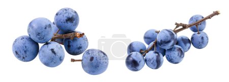 Fresh blackthorn berries with twig, prunus spinosa isolated on white background with full depth of field.