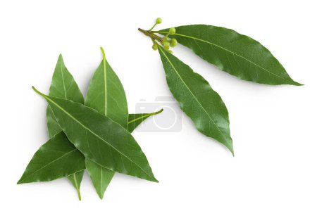 Fresh Laurel leaves isolated on white background. Green bay leaf. Top view. Flat lay