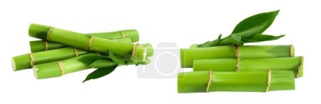Photo for Green bamboo with leaves isolated on white background with full depth of field, - Royalty Free Image