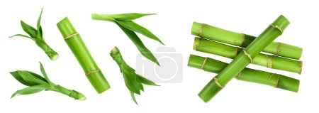Photo for Green bamboo with leaves isolated on white background with full depth of field, Top view. Flat lay. - Royalty Free Image
