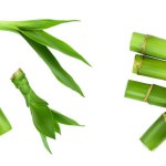 Green bamboo with leaves isolated on white background with full depth of field, Top view. Flat lay.