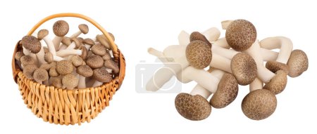 Brown beech mushrooms or Shimeji mushroom in wooden bowl isolated on white background with full depth of field