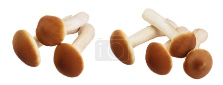 honey fungus mushrooms isolated on white background with full depth of field.