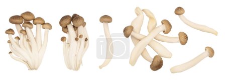 Braune Buchenpilze oder Shimeji-Pilze isoliert auf weißem Hintergrund. Draufsicht, flache Lage. Set oder Sammlung.
