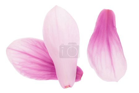 Pink magnolia flower petal isolated on white background with full depth of field. Top view. Flat lay,