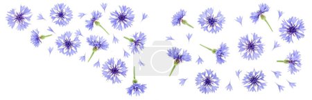 blaue Kornblume isoliert auf weißem Hintergrund mit Kopierraum für Ihren Text. Ansicht von oben. flache Verlegemuster.