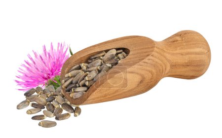 Seeds of a milk thistle or Silybum marianum, Scotch Thistle, Marian thistle in wooden scoop isolated on white background.