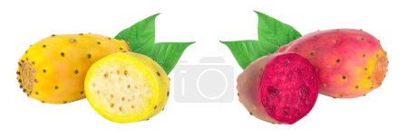 yellow and red prickly pear or opuntia with half isolated on a white background.