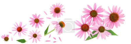 Coneflower or Echinacea purpurea isolated on white background with copy space for your text. Top view. Flat lay.