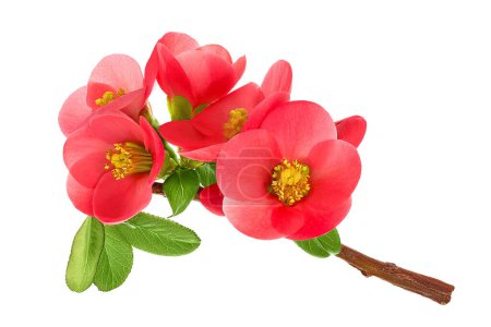 Chaenomeles speciosa or japanese quince flower isolated on white background.