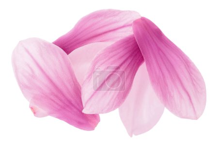 Photo for Pink magnolia flower petal isolated on white background with full depth of field. Top view. Flat lay, - Royalty Free Image