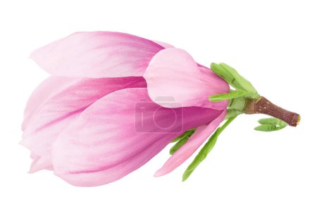 Pink magnolia flower isolated on white background with full depth of field. Top view. Flat lay,