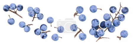 Fresh blackthorn berries with twig, prunus spinosa isolated on white background. Top view Top view with copy space for your text. Flat lay.