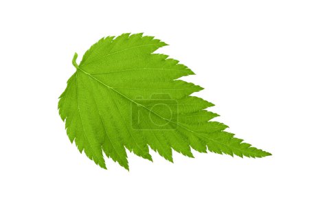 leaf of kerria japonica isolated on white background. Top view. Flat lay.