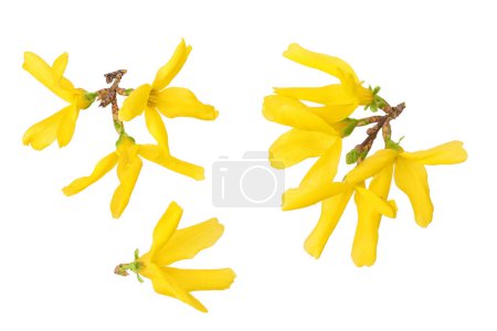 Forsythia yellow flowers blooming isolated on white background. Top view. Flat lay.