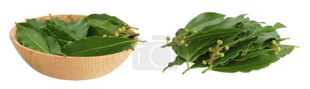 Fresh Laurel leaves in wooden bowl isolated on white background. Green bay leaf.