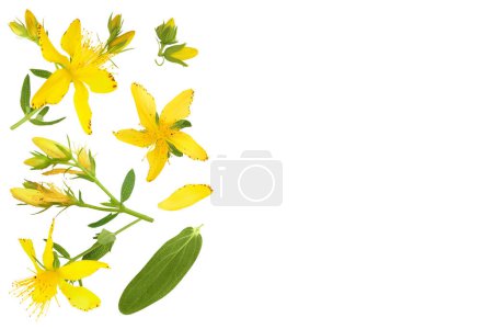 saint johns wort or Hypericum flowers isolated on white background. Top view with copy space for your text. Flat lay.