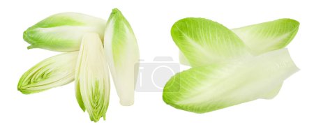 Chicory salad isolated on white background with  full depth of field. Top view. Flat lay.