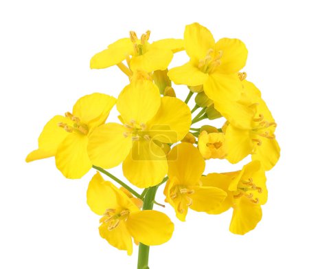 Rapeseed flowers isolated on white background, Top view. Flat lay,