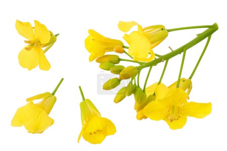 Rapeseed flowers isolated on white background, Top view. Flat lay,