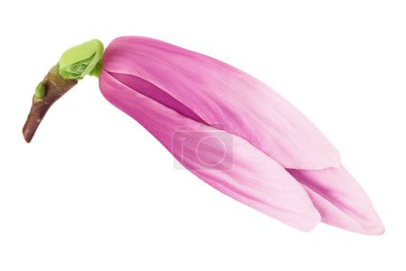 Photo for Pink magnolia flower isolated on white background with full depth of field. Top view. Flat lay, - Royalty Free Image