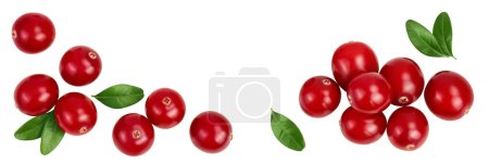 Cranberry with leaves isolated on white background with full depth of field. Top view with copy space for your text. Flat lay.
