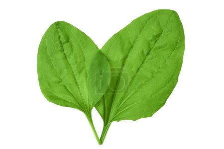 fresh plantain leaves isolated on white background. Top view. Flat lay.