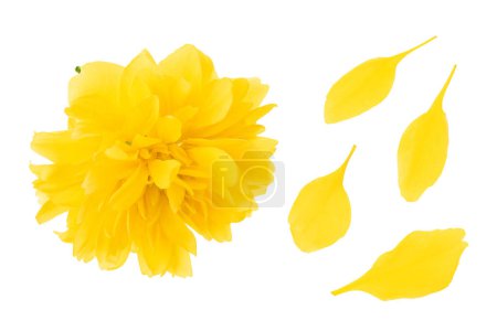 Yellow flower of kerria japonica isolated on white background. Top view. Flat lay.