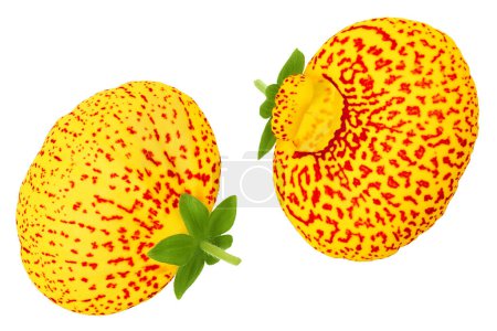 Téléchargez les photos : Calceolaria fleur isolée sur fond blanc. Vue de dessus. Pose plate. - en image libre de droit