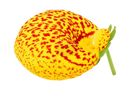 Téléchargez les photos : Calceolaria fleur isolée sur fond blanc. Vue de dessus. Pose plate. - en image libre de droit